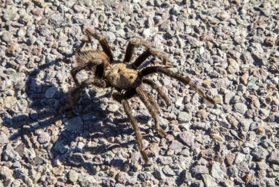 Tranchula Big Bend Dec 2018